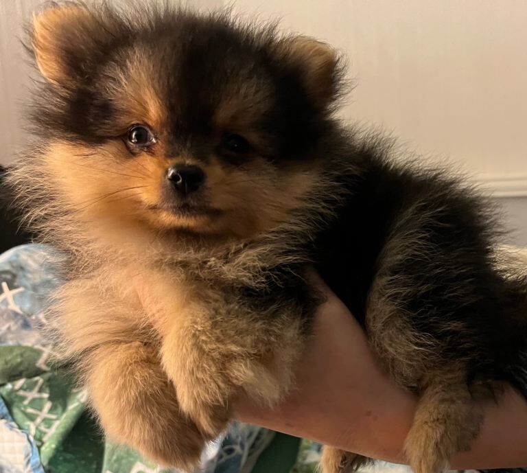Pomeranian puppies for sale in Pencoed, Mid Glamorgan – 11 weeks old