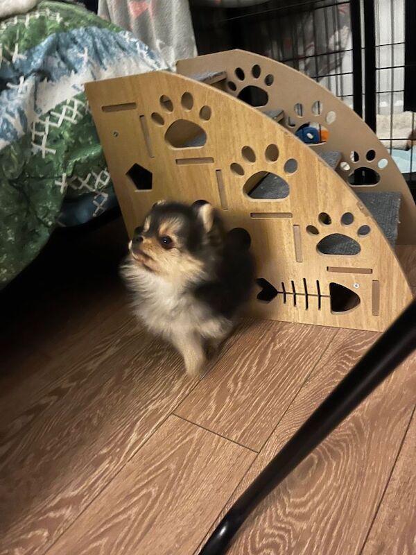 Pomeranian puppies for sale in Pencoed, Mid Glamorgan – 9 weeks old - Image 2 of 5