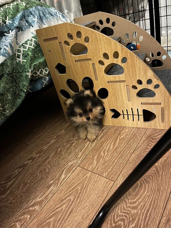Pomeranian puppies for sale in Pencoed, Mid Glamorgan – 9 weeks old - Image 3 of 5