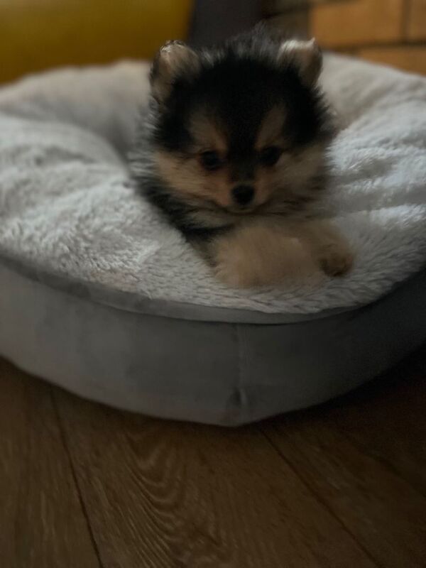 Pomeranian puppies for sale in Pencoed, Mid Glamorgan – 9 weeks old - Image 5 of 5