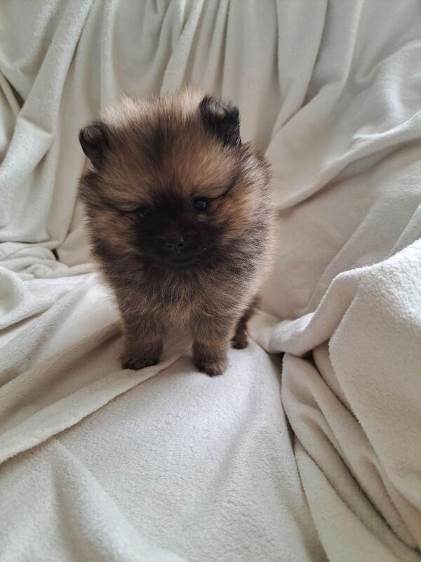 Small pomeranian puppy