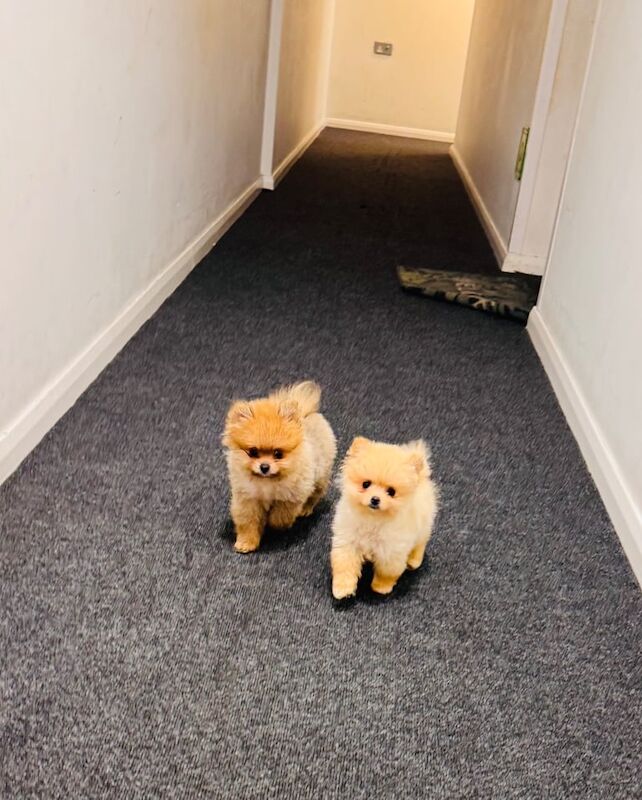 Pomeranian puppies for sale in Kingston Hill, Greater London – 11 weeks old