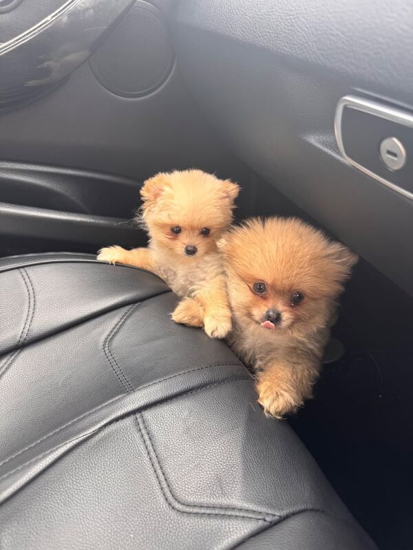 Pomeranian puppies for sale in Kingston Hill, Greater London – 11 weeks old - Image 4 of 4