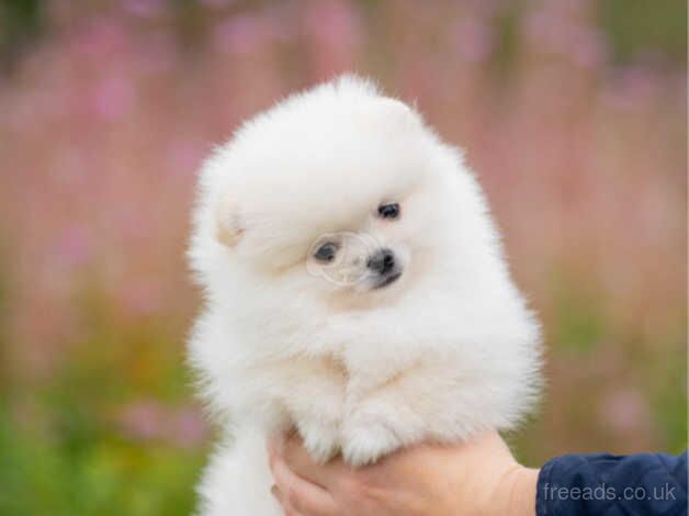 Pomeranian puppies for sale in Livingston, West Lothian – 1 year old - Image 3 of 5