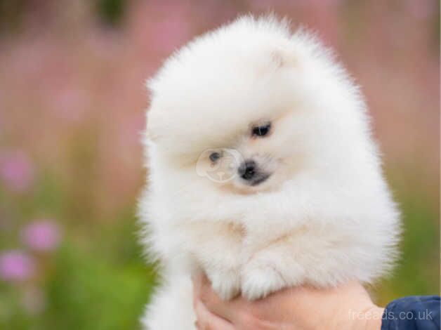 Pomeranian puppies for sale in Livingston, West Lothian – 1 year old - Image 4 of 5