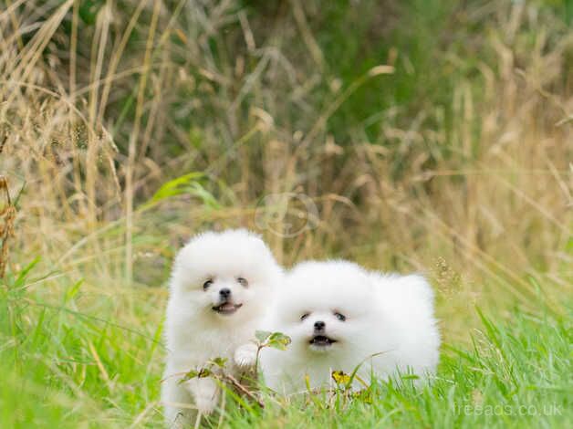 Pomeranian puppies for sale in Livingston, West Lothian – 1 year old - Image 5 of 5