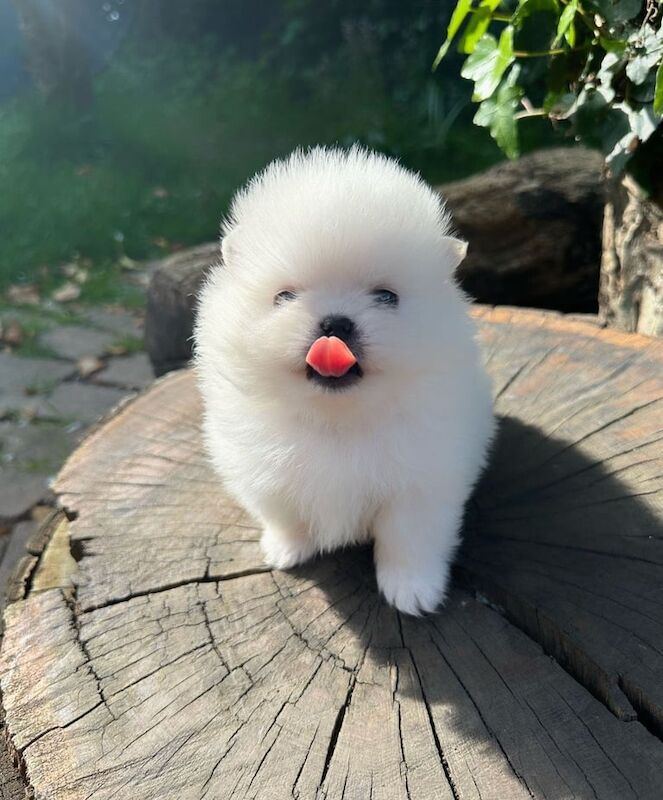 Small white Pomeranian kc registered (male) for sale in Acton, Greater London