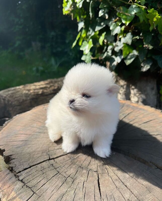 Small white Pomeranian kc registered (male) for sale in Acton, Greater London | Image 2