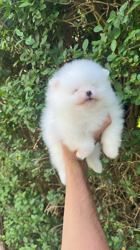 Small white Pomeranian kc registered (male) for sale in Acton, Greater London | Image 3