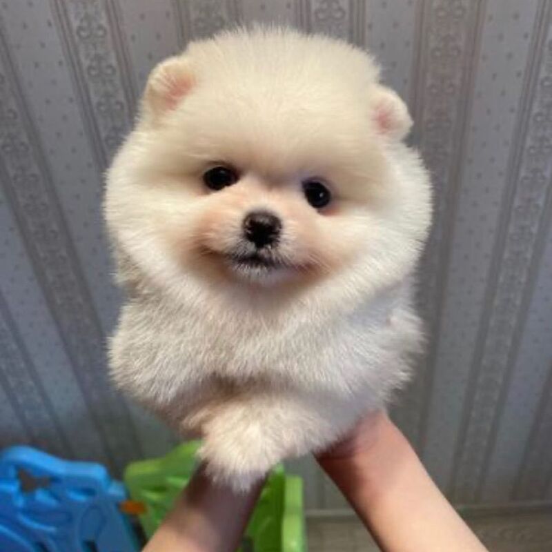 Pomeranian puppy ball price hotsell