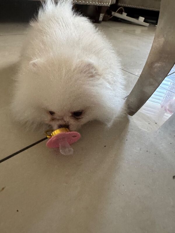 Snow White Beautiful Pom