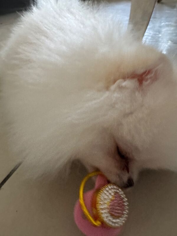 Snow White Beautiful Pom - Image 2 of 5