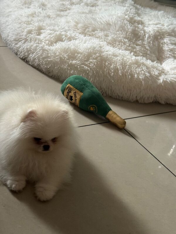 Snow White Beautiful Pom - Image 4 of 5