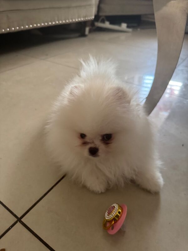 Snow White Beautiful Pom - Image 5 of 5