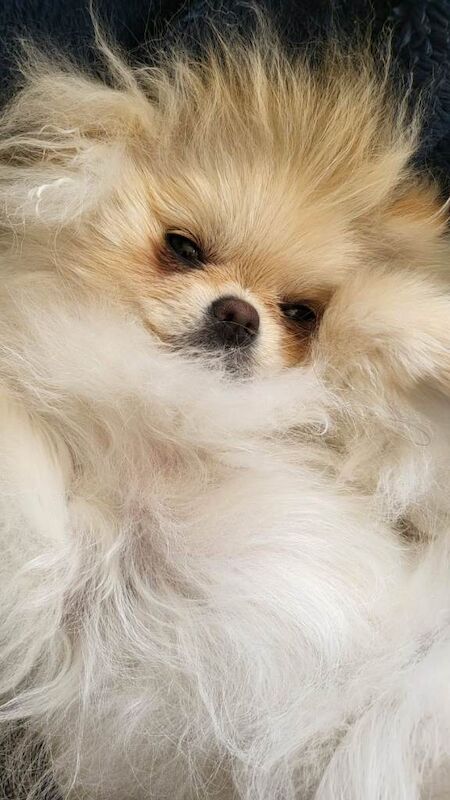 Kennel Club Registered Pomeranian Puppies For Sale