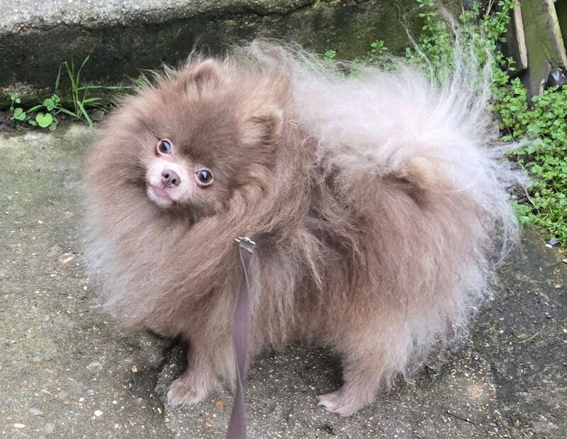 Solod lilac male pomeranian - Image 2 of 8