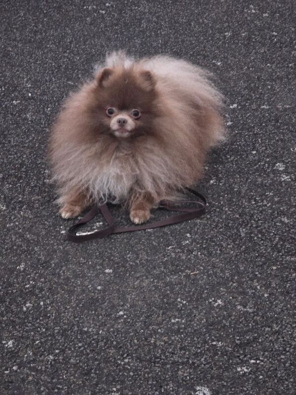 Solod lilac male pomeranian - Image 3 of 8
