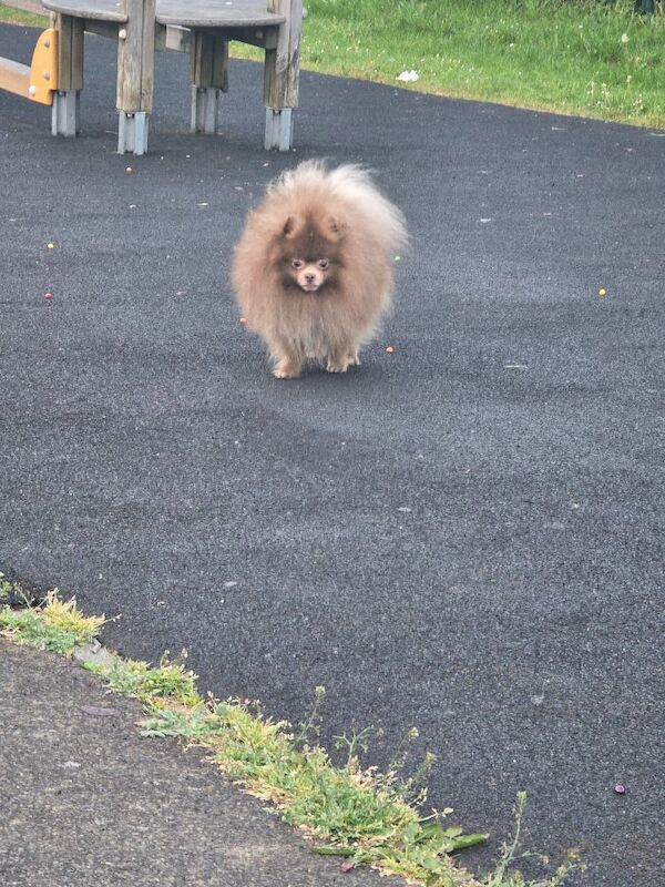 Solod lilac male pomeranian - Image 5 of 8