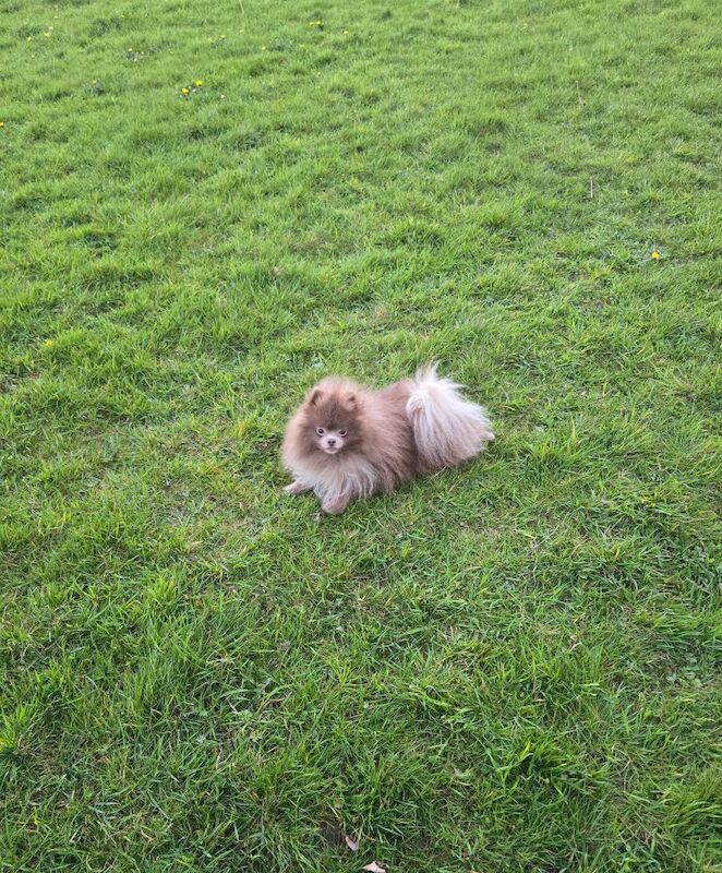 Solod lilac male pomeranian - Image 6 of 8