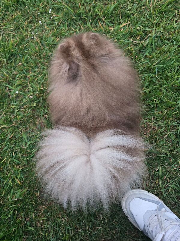 Solod lilac male pomeranian - Image 8 of 8