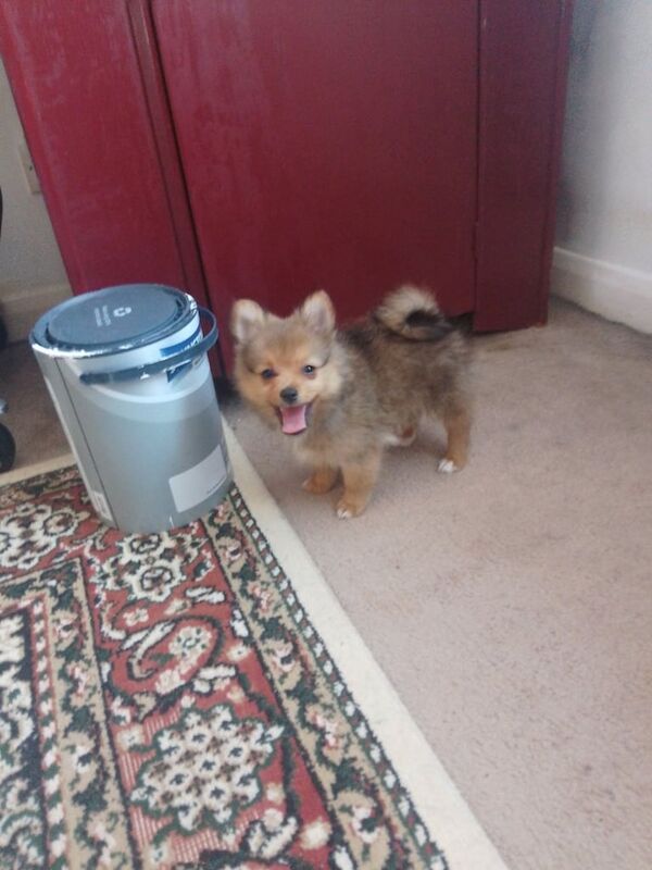 Pomeranian puppies for sale in Southgate, Greater London – 11 weeks old