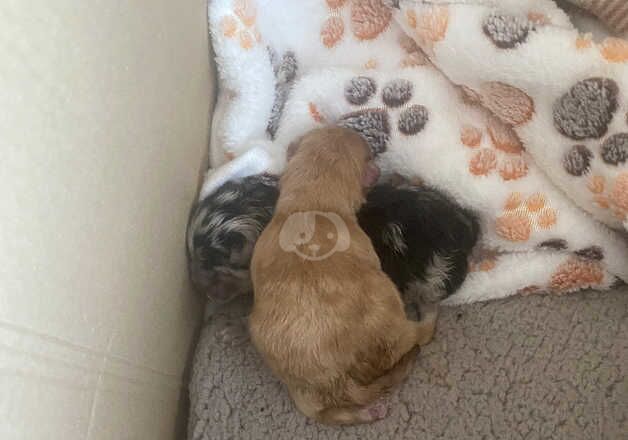 Pomeranian puppies for sale in Diss, Norfolk – 1 year old - Image 2 of 5