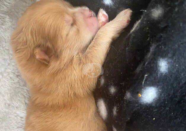 Pomeranian puppies for sale in Diss, Norfolk – 1 year old - Image 3 of 5