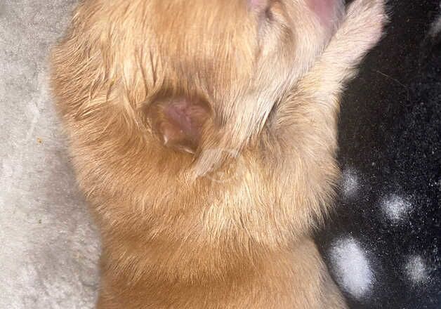 Pomeranian puppies for sale in Diss, Norfolk – 1 year old - Image 5 of 5