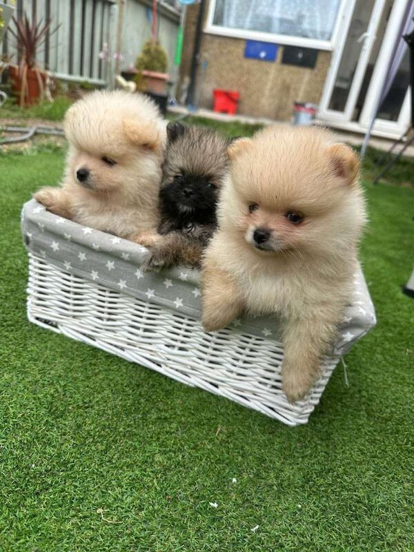 Pomeranian Puppies For Sale
