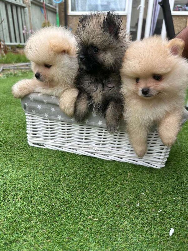 Stunning Cream & Wolf Sable Male Pomeranian Puppies - Image 2 of 3
