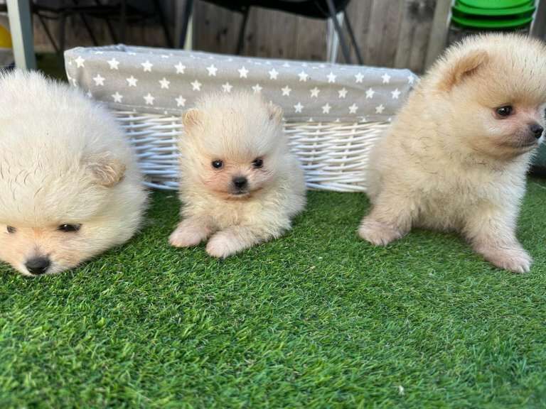 Stunning Cream & Wolf Sable Male Pomeranian Puppies - Image 3 of 3