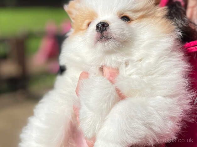Stunning female Pom Puppy - Image 2 of 5