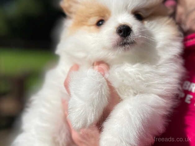 Stunning female Pom Puppy - Image 3 of 5