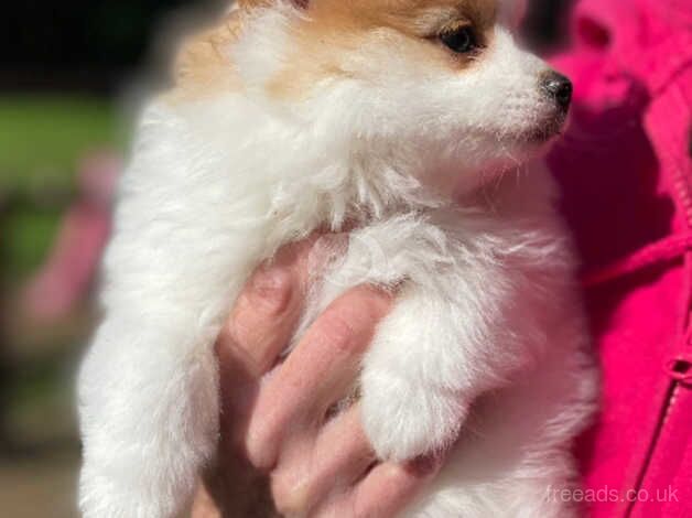 Stunning female Pom Puppy - Image 4 of 5