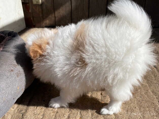 Stunning female Pom Puppy - Image 5 of 5