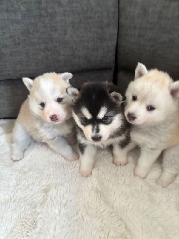 Stunning fluffy f3 pomsky puppies