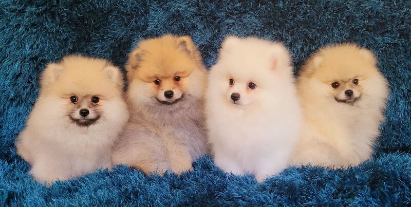 Stunning KC Registered Pomeranian 4 puppies