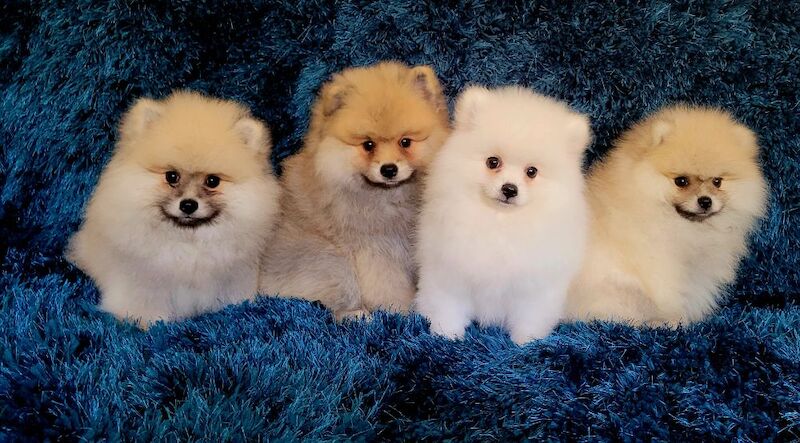 Kennel Club Registered Pomeranian Puppies For Sale