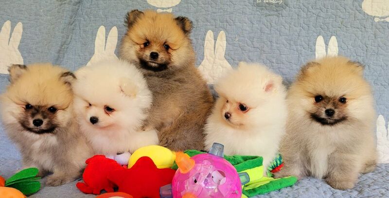 Stunning KC Registered Pomeranian 5 puppies