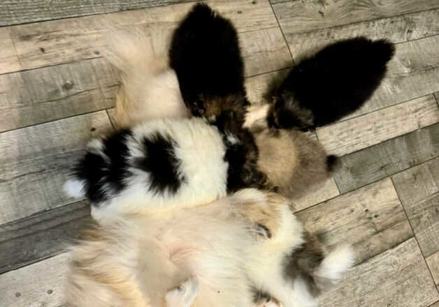 Pomeranian puppies for sale in Bradford, West Yorkshire – KC registered, 1 year old - Image 1 of 2
