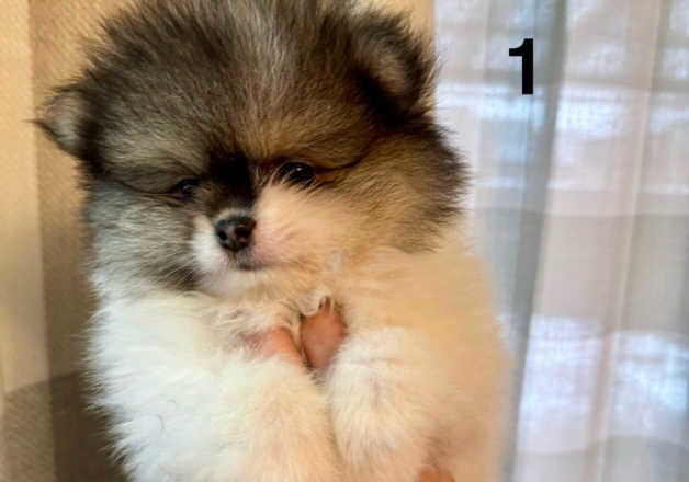 Pomeranian puppies for sale in Bradford, West Yorkshire – KC registered, 1 year old - Image 2 of 2