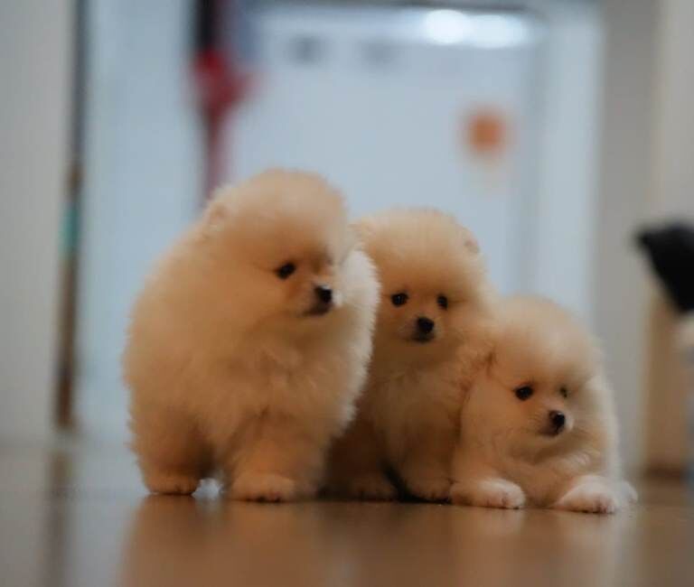 Pomeranian Puppies For Sale