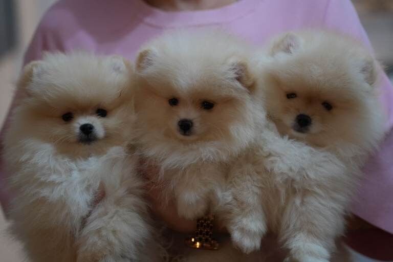 Stunning KC Registered Teddy Bear Pomeranian Girls - Image 2 of 4
