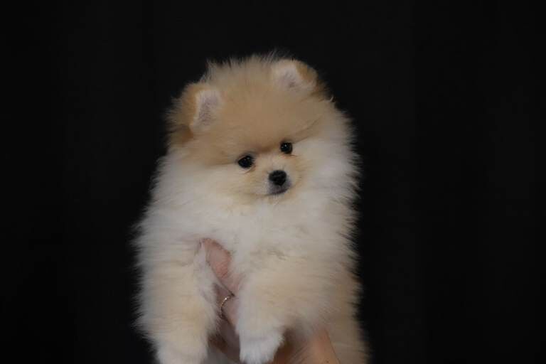 Stunning KC Registered Teddy Bear Pomeranian Girls - Image 4 of 4