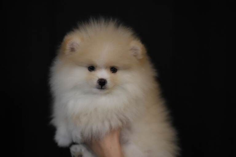 Stunning KC Registered Teddy Bear Pomeranian Girls - Image 3 of 6