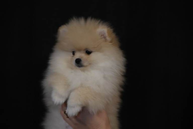Stunning KC Registered Teddy Bear Pomeranian Girls - Image 5 of 6