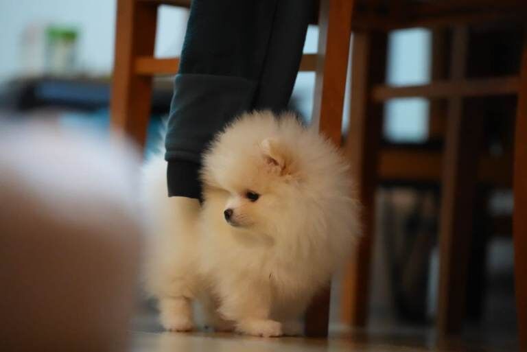 Stunning KC Registered Teddy Bear Pomeranian Girls - Image 6 of 6