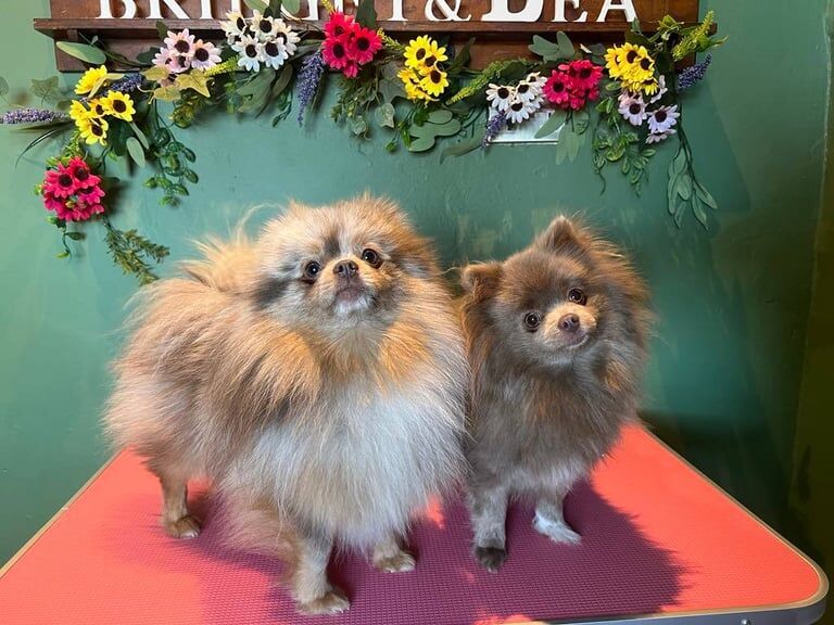 Pomeranian puppies for sale in Gateshead, Tyne and Wear – KC registered, 5 weeks old