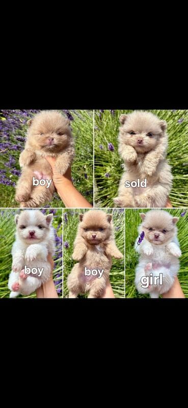 Pomeranian puppies for sale in Gateshead, Tyne and Wear – KC registered, 5 weeks old - Image 2 of 3