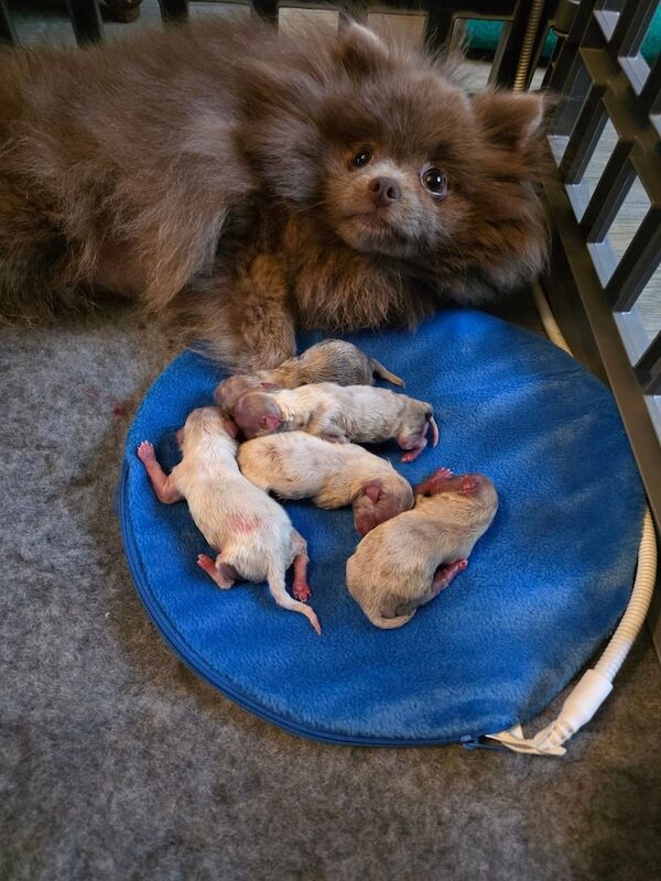 Pomeranian puppies for sale in Gateshead, Tyne and Wear – KC registered, 5 weeks old - Image 3 of 3